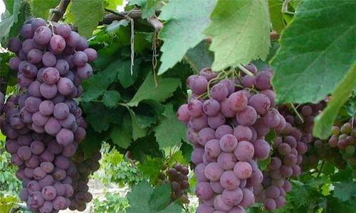 葡萄视频国产在线观看,葡萄视频带你畅享在线观影新体验